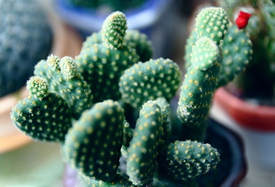 仙人掌怎么养 - 百科教程网_经验分享平台[上学