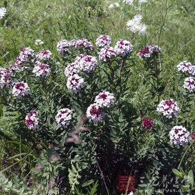 狼毒的功效与作用 中药狼毒有哪些好处 - 百科