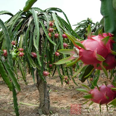 火龙果的功效与作用 食用火龙果的好处 - 百科