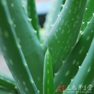 芦荟怎么美容 巧吃芦荟拥有好肌肤 - 百科教程