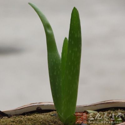 芦荟怎么美容 巧吃芦荟拥有好肌肤 - 百科教程