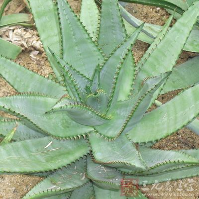 芦荟怎么美容 巧吃芦荟拥有好肌肤 - 百科教程