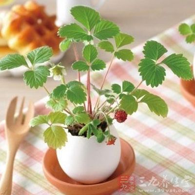 小鸡蛋大用处 吃用两不误 - 百科教程网_经验分