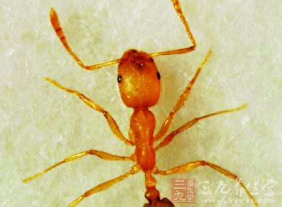 蚁酸过敏最好去医院就诊 蚂蚁毒饵可以消灭蚁
