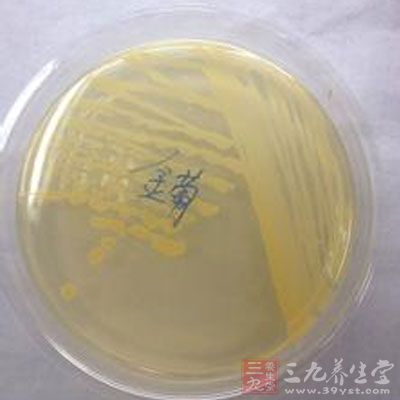 金黄色葡萄球菌 (staphylococcus aureus ) 是人类的一种重要病原菌