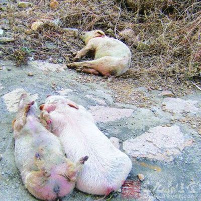 百吨病死猪肉销往广州佛山东莞 - 百科教程网_