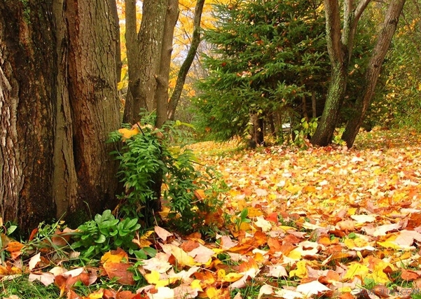 初秋，浅思 - 百科教程网_经验分享平台[上学吧经验教程频道]