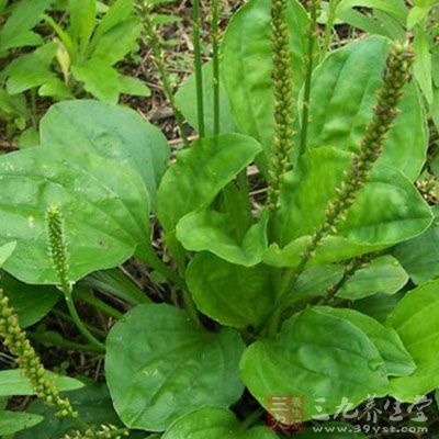 车前草煮水喝的功效 让你认识车前草的功效 - 