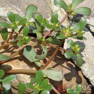 慢性胃炎如何养胃 治疗慢性胃炎偏方 - 百科教