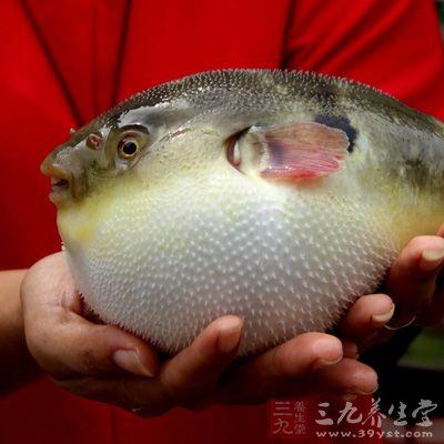 > 一粒鱼籽能毒死几十人 这鱼以后不能吃了           关于应对河豚