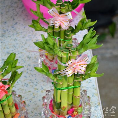 求富贵平安的人求好梦首选植物:富贵竹