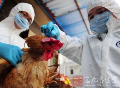 人感染H7N9禽流感高发季来临 避免接触活禽或