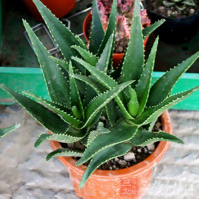 空气污染加重 3招排空室内毒素 - 百科教程网_