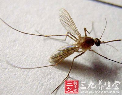 泰国启动全国灭蚊运动 蚊子的危害有哪些 - 百