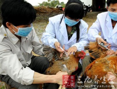 h7n9禽流感 卫计委不排除h7n9有限"人传人"
