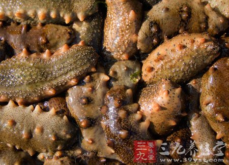 专家称进口刺参多为海茄子 - 百科教程网_经