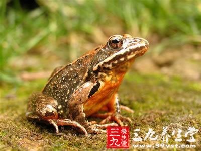 蛤士蟆的功效与作用 你了解多少 - 百科教程网