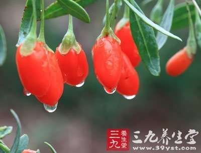 枸杞子怎么吃 润肺生津降血压 - 百科教程网_经