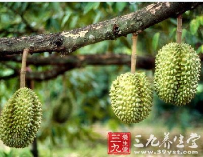 榴莲虽营养 心脏病人要慎食 - 百科教程网_经验