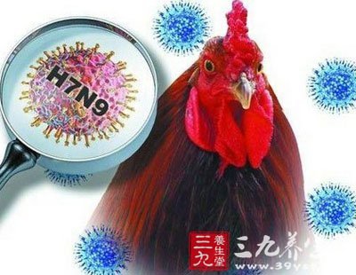 h7n9禽流感 达菲医治用药越早疗效越明显 - 百