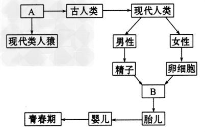 我们每一个人又是怎样来到世界上的呢?