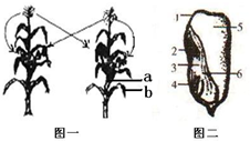 玉米花的结构示意图图片