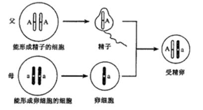 如图是人的生殖过程中染色体变化示意图