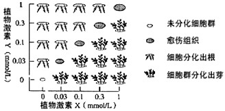 下图是美国科学家斯图尔德1958年将胡萝卜韧皮部的一些细胞培养成新