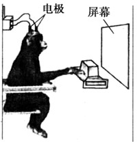 在用脊蛙(去除脑保留脊髓的蛙)进行反射弧分析