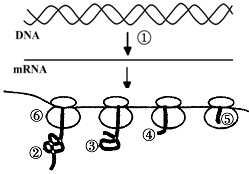 mRNA上的终止密码子不编码氨基酸,与之相对