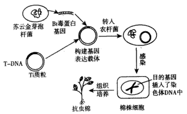 下列是有关基因工程和细胞工程的问题,请据图分析回答