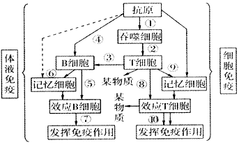 如圖表示人體內特異性免疫的過程,圖中數字分別代表相應的生理活動,試