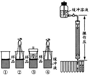 下图是凝胶色谱法分离血红蛋白时样品加入和洗脱示意图.