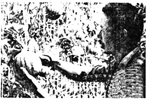 荔枝开花授粉的适温要求在20℃~24℃,气温过