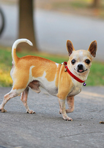 阳光保险金娃娃6000 阳光保险吉娃娃