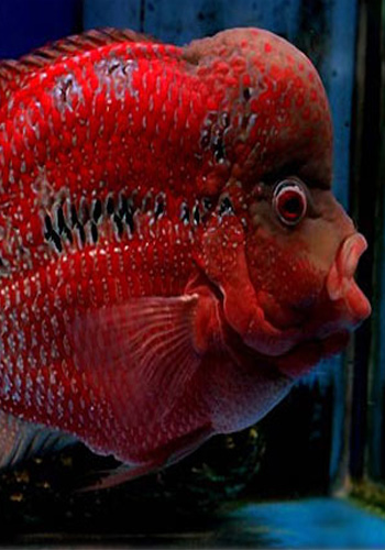 水族箱过滤器需有三大功能