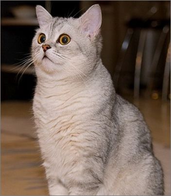 英国短毛猫喂养秘诀