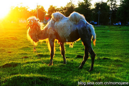 新疆伊犁行:情醉那拉提草原部落(组图)(6)