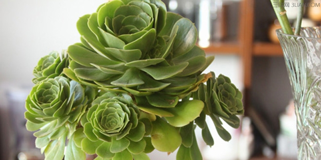 家庭玉龙观音的养殖方法